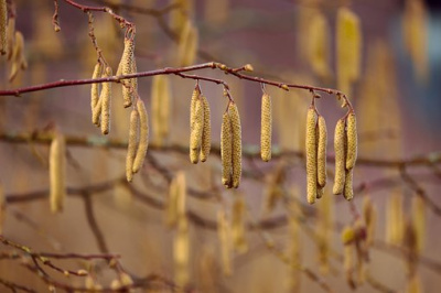 Heuschnupfen und andere Allergien.....